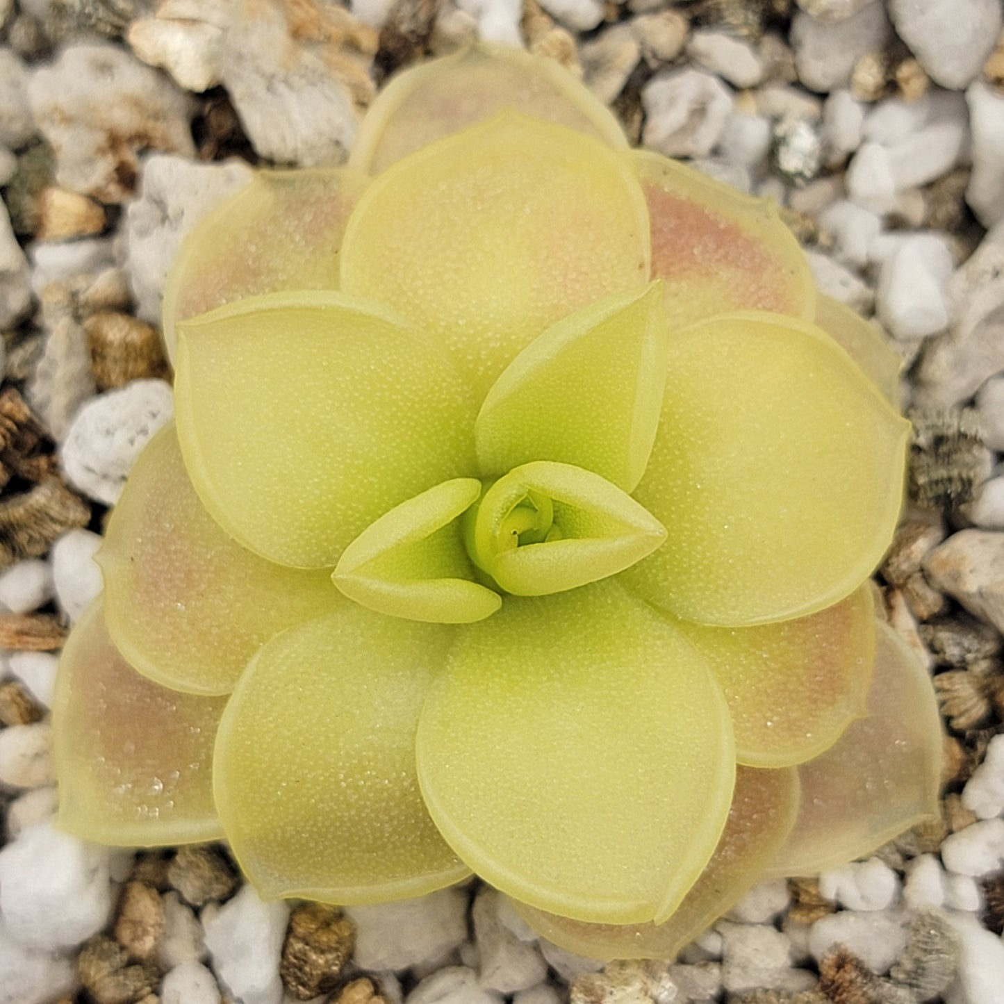 Pinguicula moranensis var. caudata x spec. Guatemala