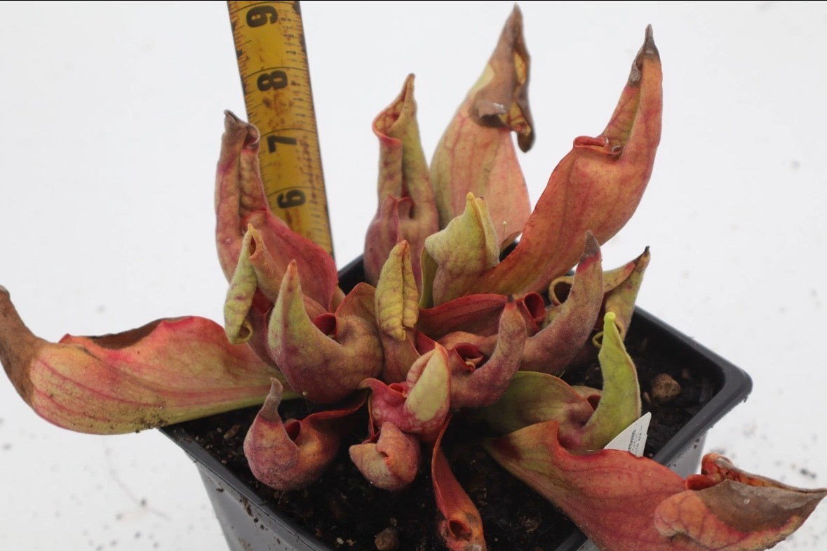 Sarracenia - “Smurf”