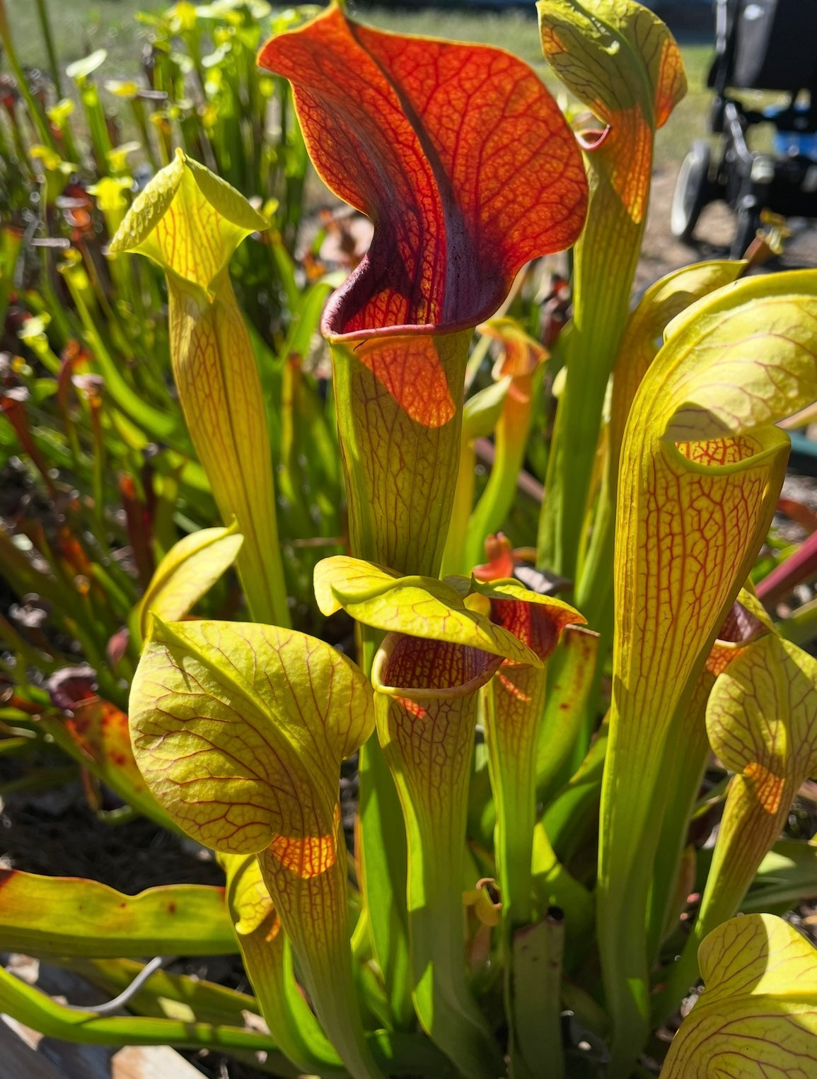 Sarracenia - Alata “Maroon Throat”