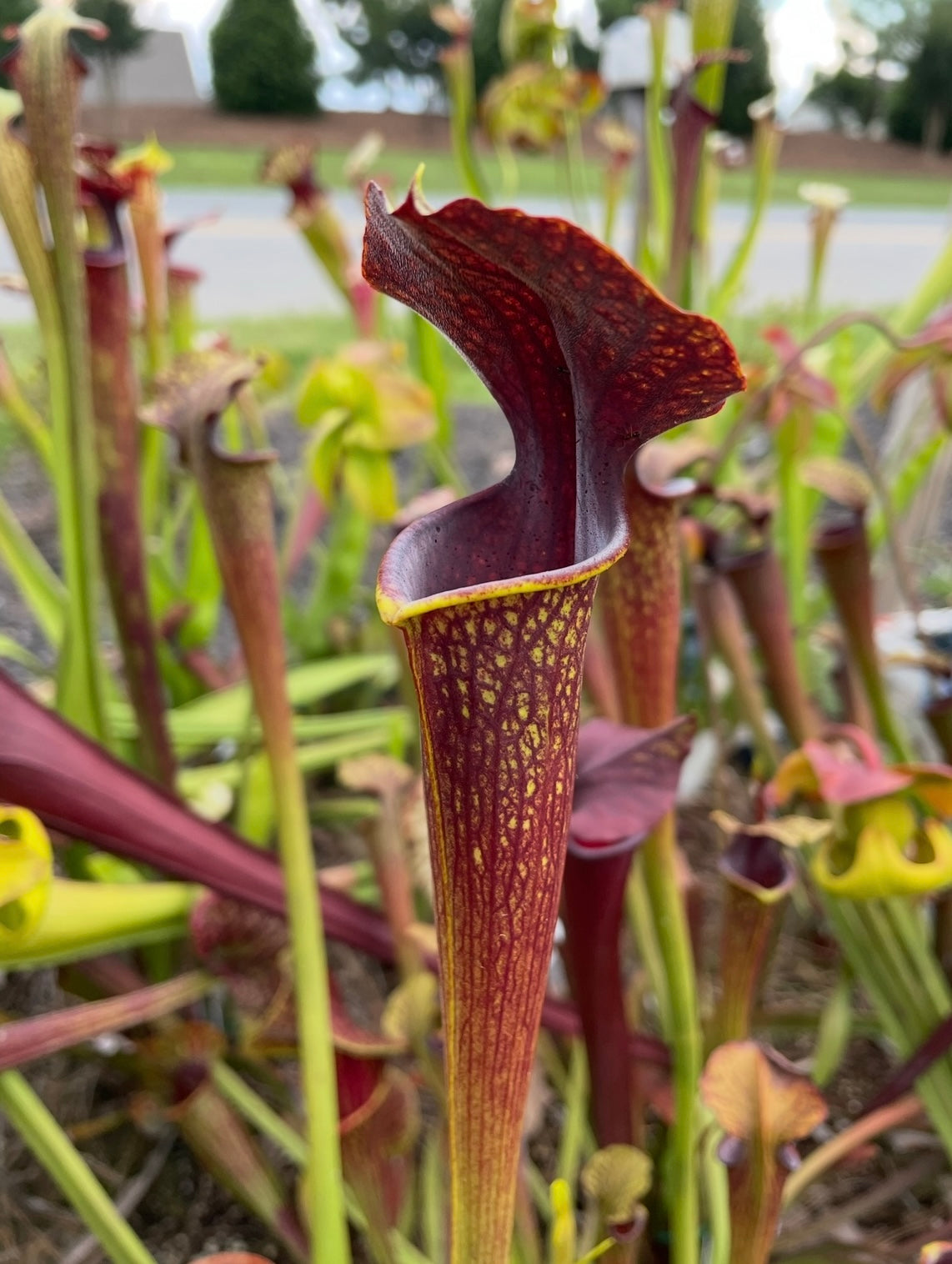 Sarracenia - Alata var Nigropurpurea X Leah Wilkerson