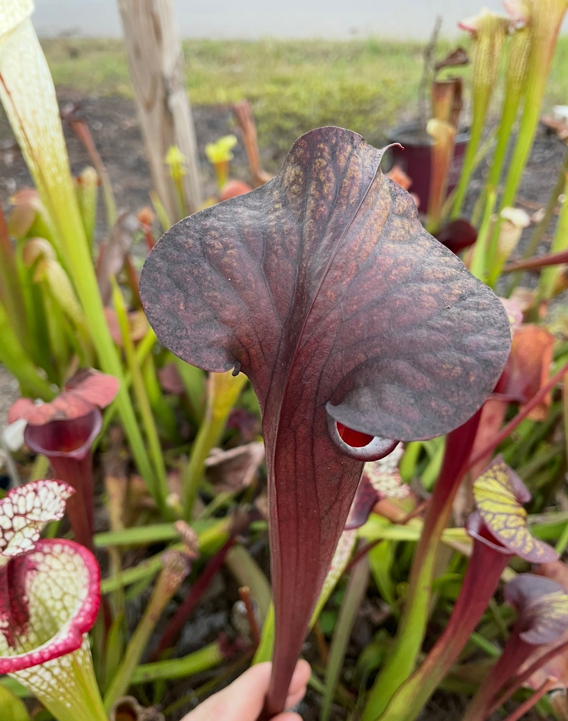 Sarracenia - Black Widow