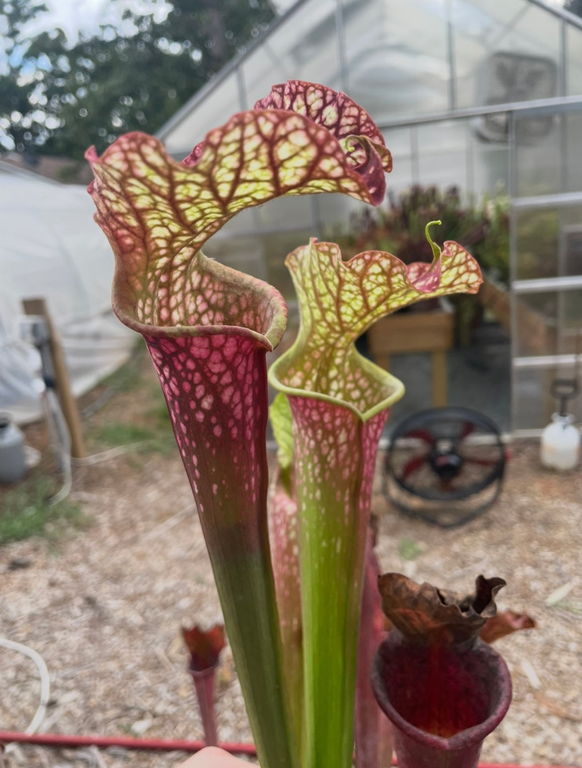 potted plant drag queen Sarracenia