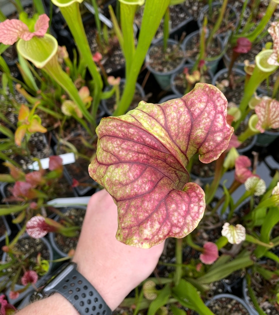 Sarracenia - “Red Tide”