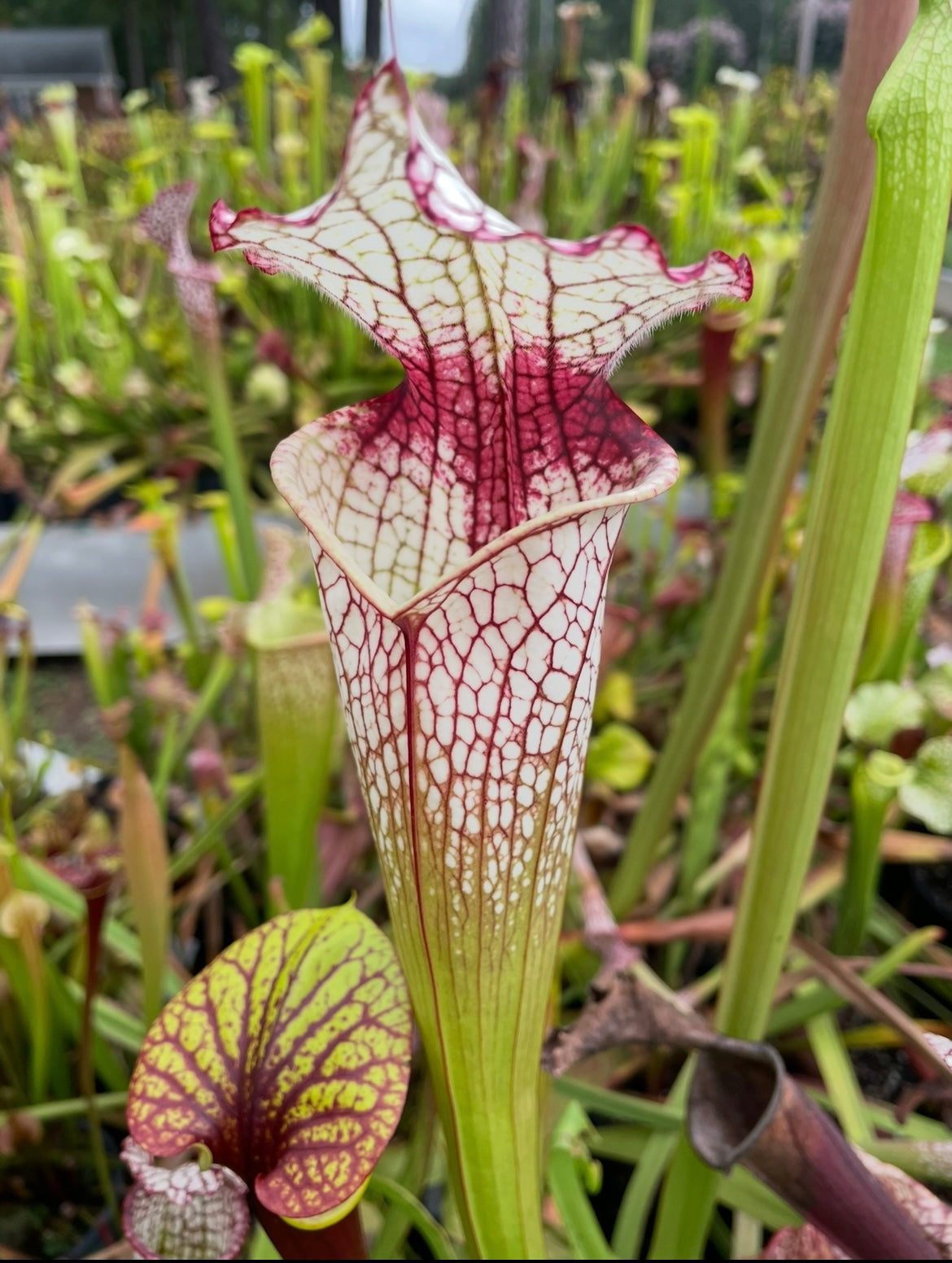 Sarracenia - Oliver Twist