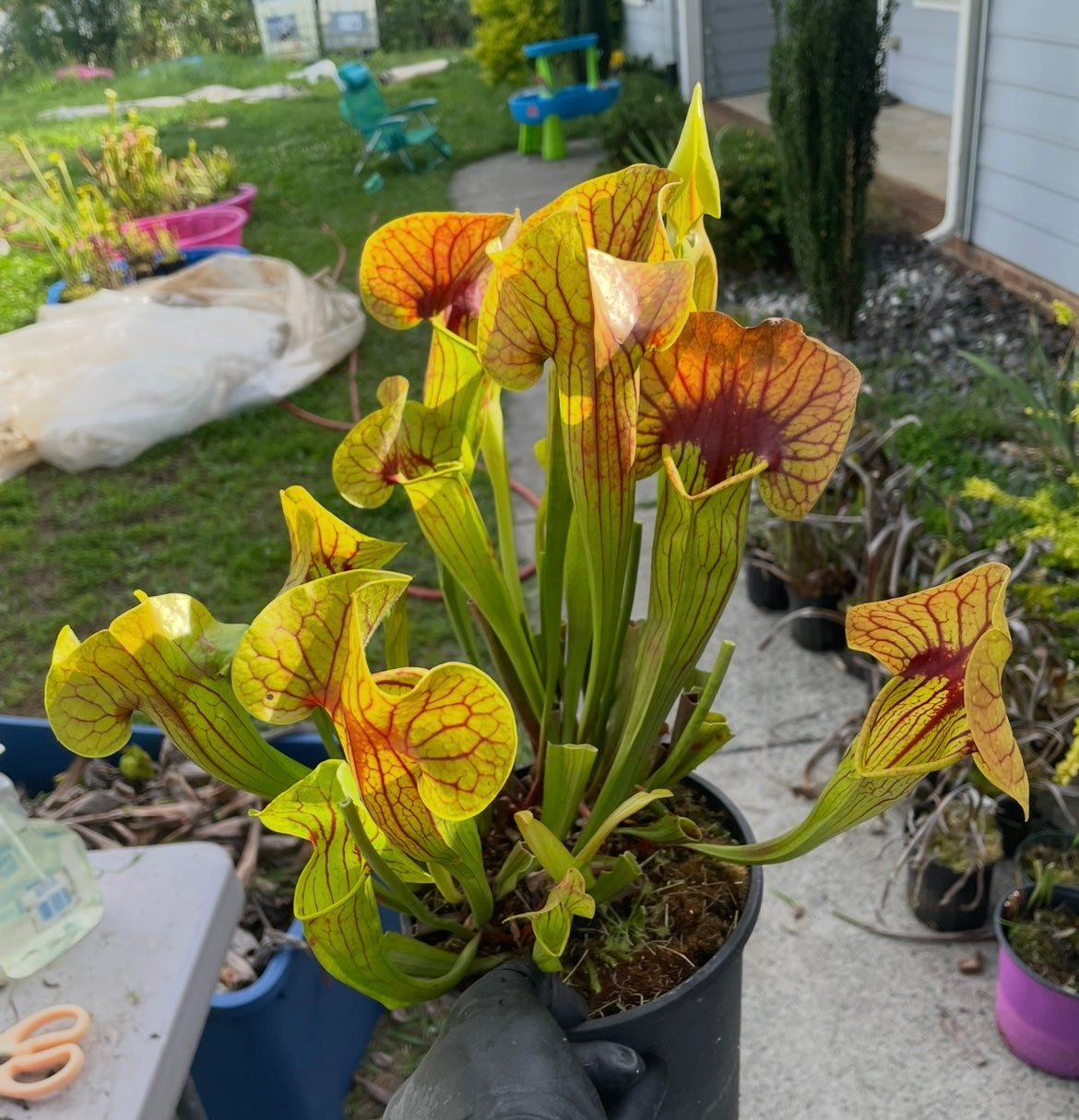 Sarracenia - Catesbaei