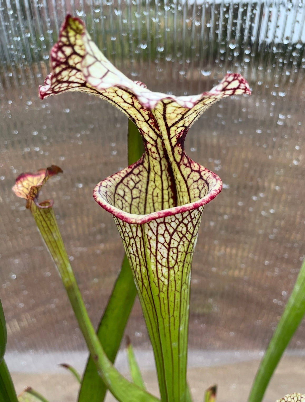 Sarracenia - Joanna