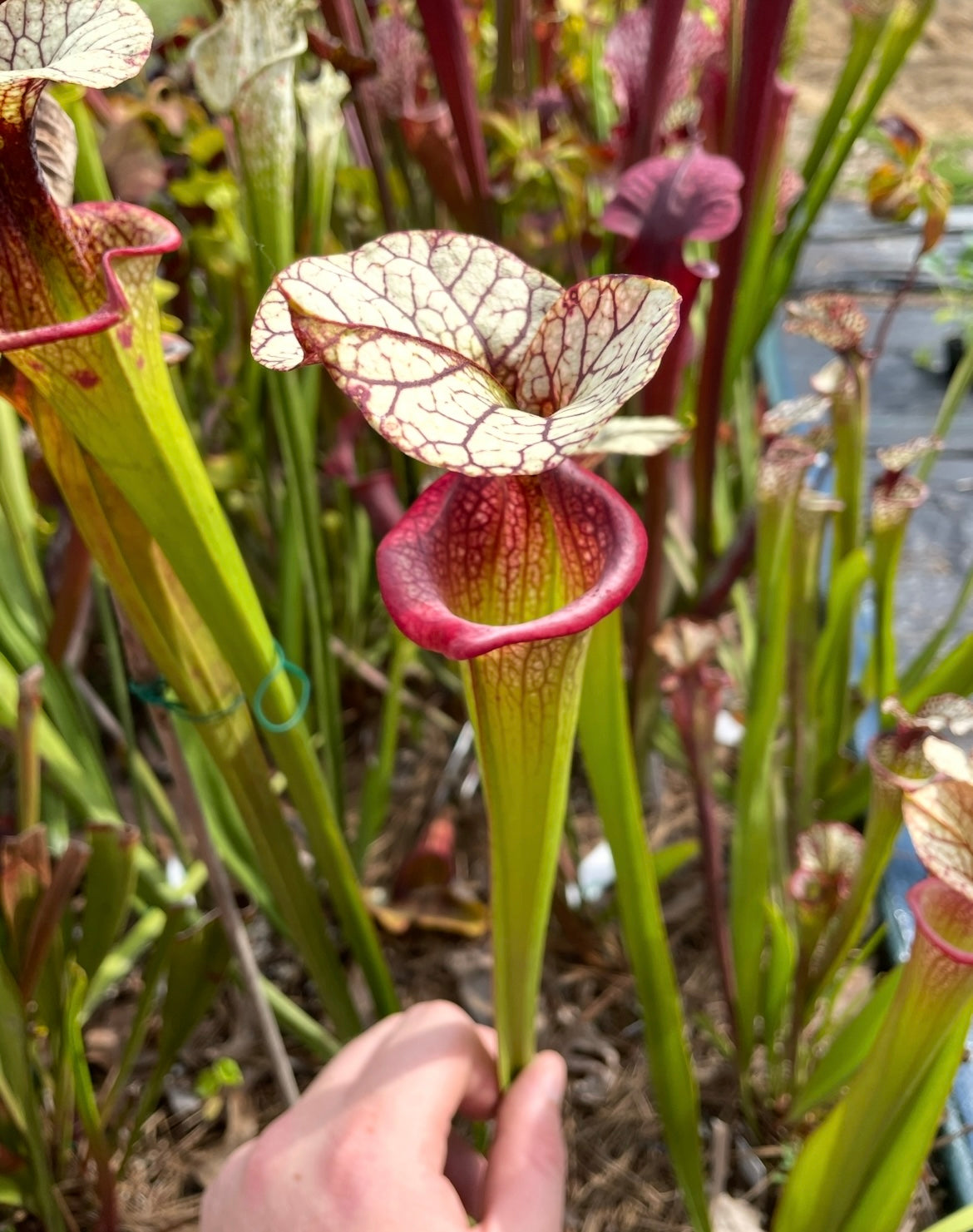Sarracenia - Adrian Slack – Plant Everything Carnivorous