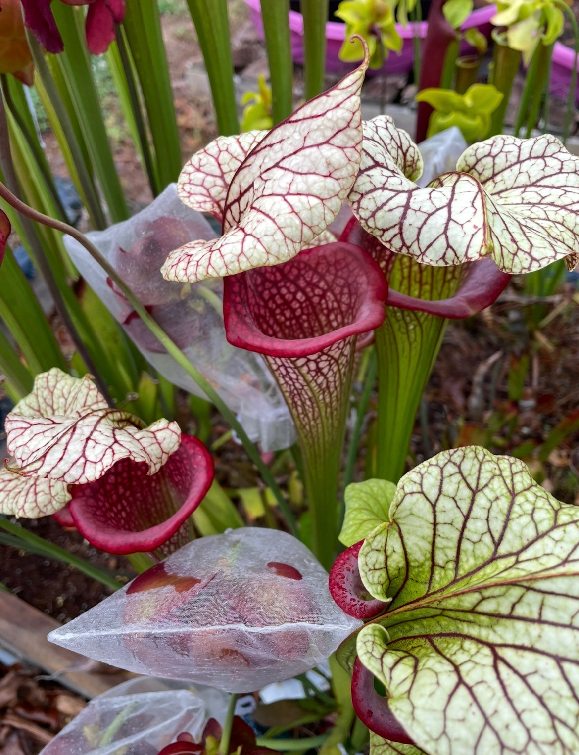 Sarracenia - Hot Lips x Adrian Slack