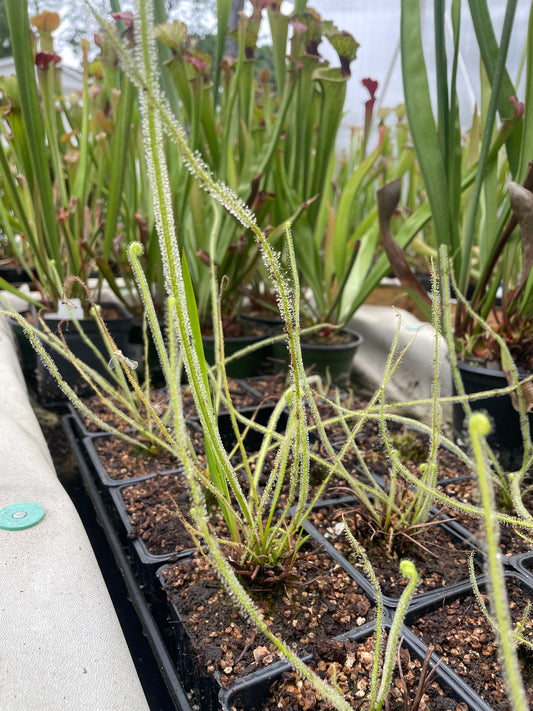 Drosera Filiformas