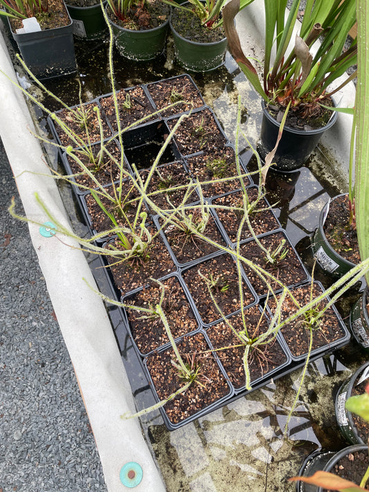 Drosera Filiformas
