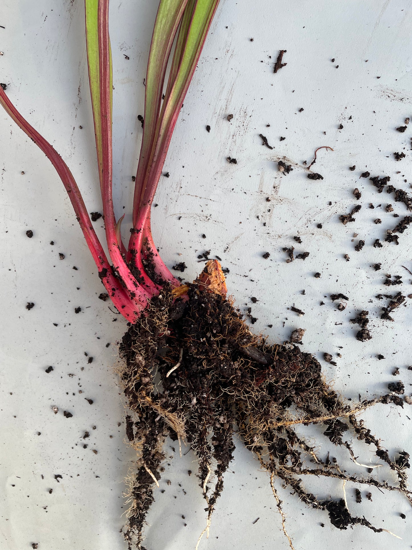 Sarracenia - Saurus Huge 1GP