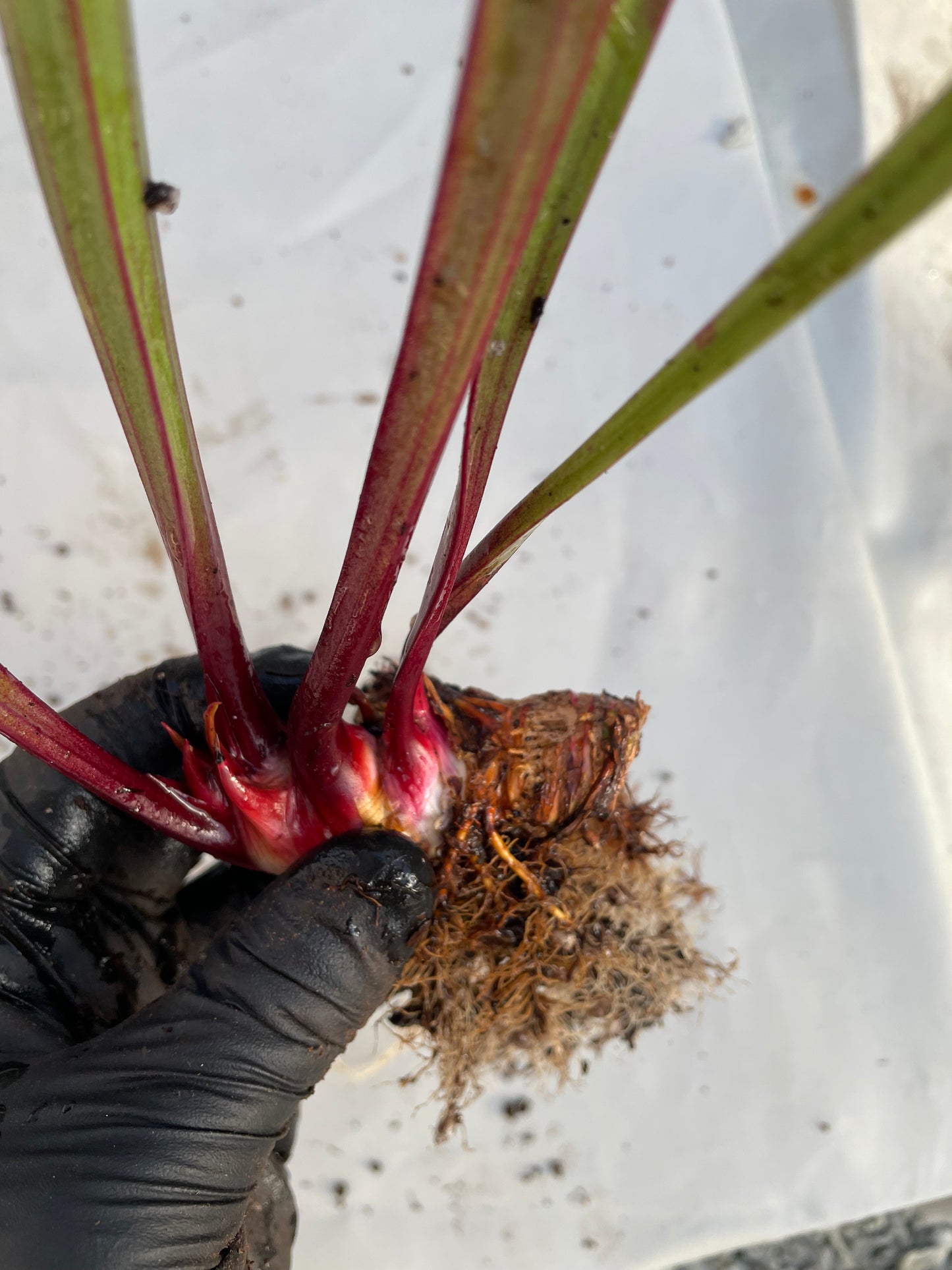 Sarracenia - Wilkerson’s Red Rocket 2GP