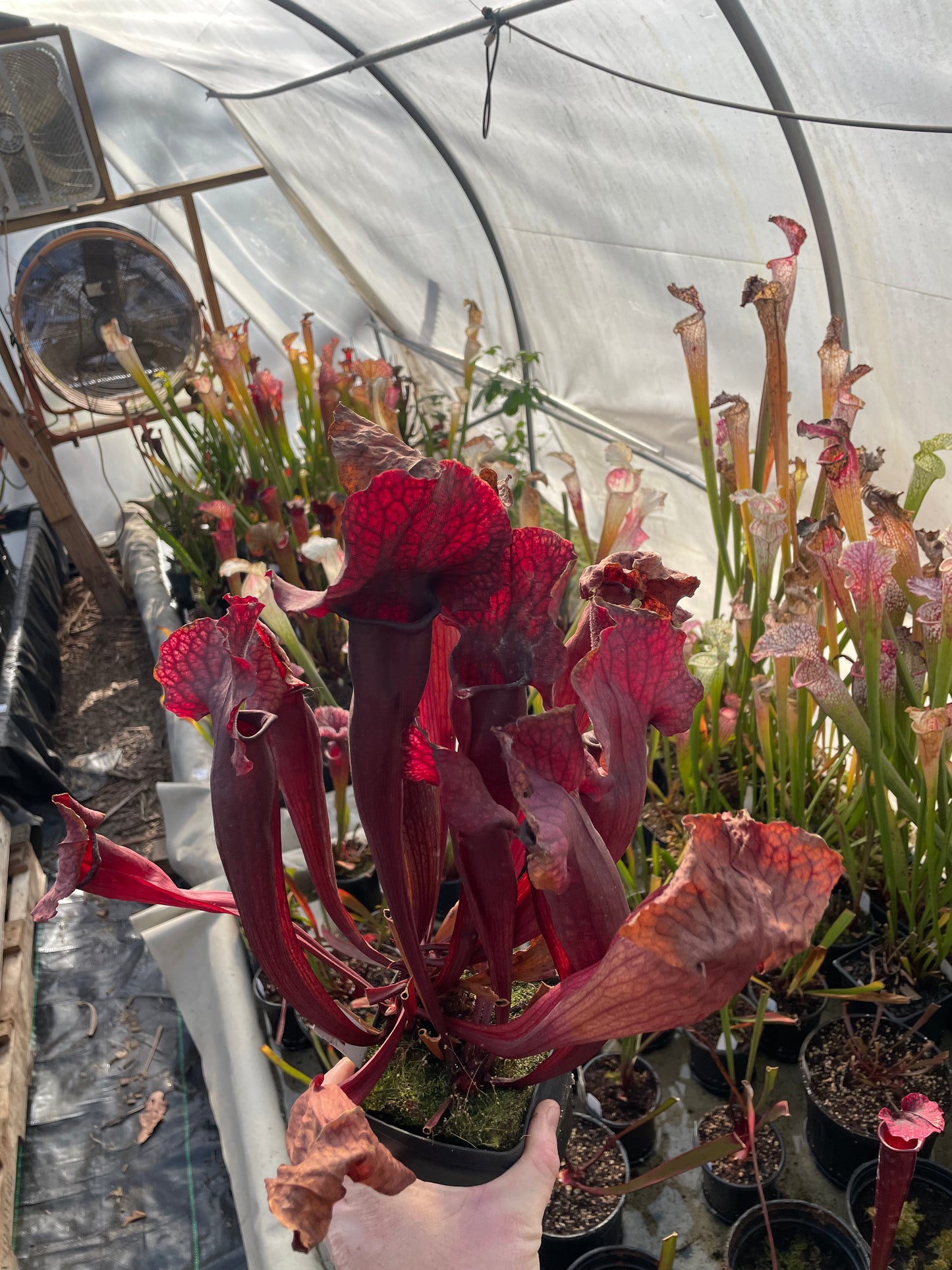 Sarracenia - “Mohawk”
