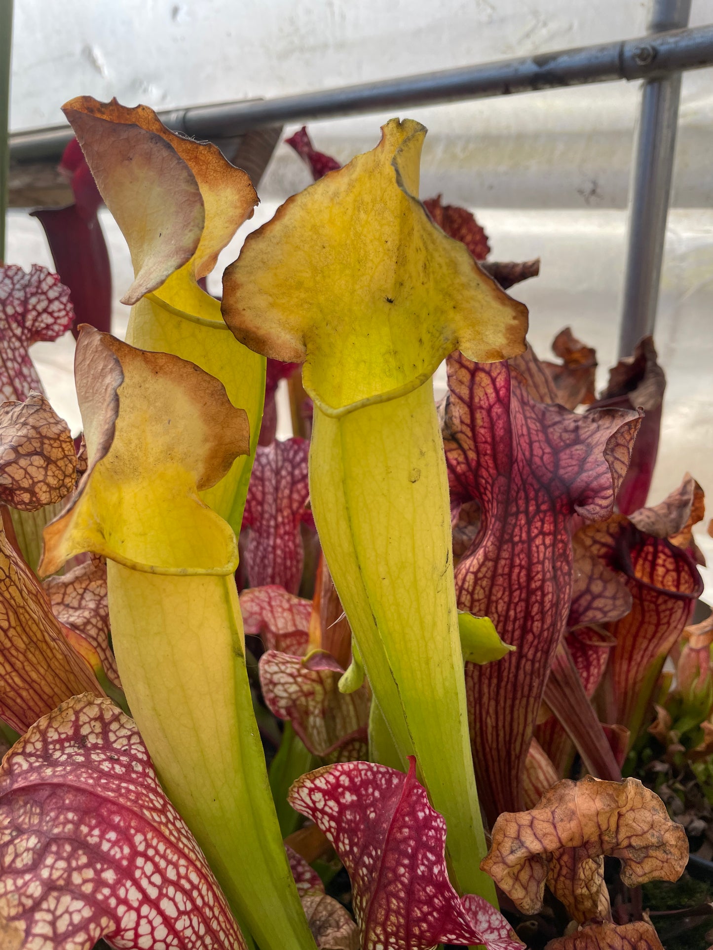 Sarracenia - Antho Free Catesbaei