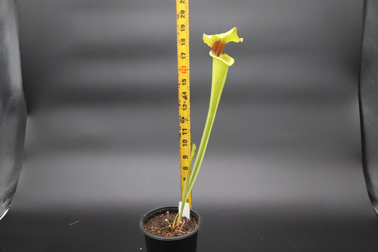 Sarracenia - "Funky Flower"