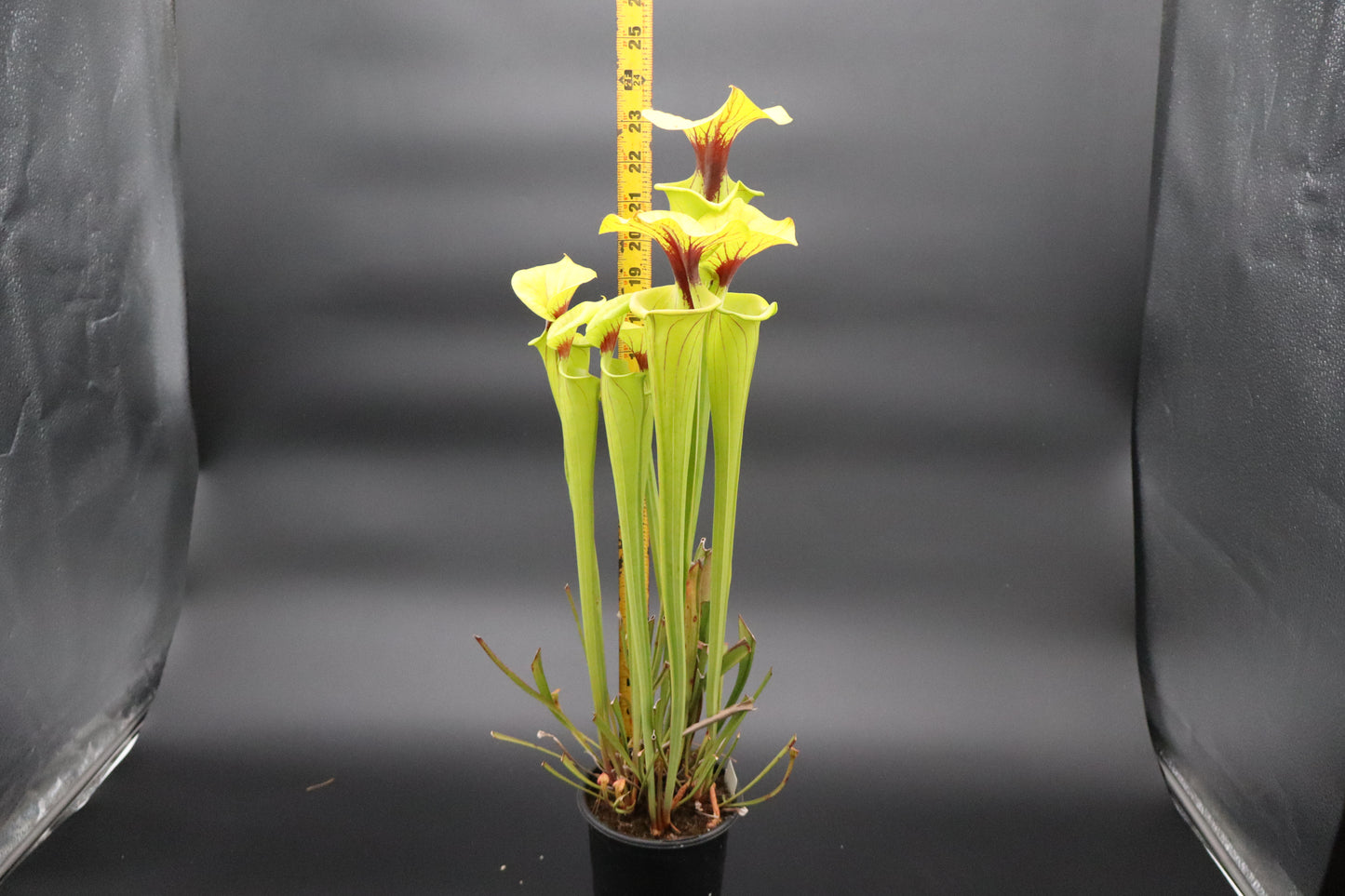 Sarracenia - Unknown (Specimen Sized! - Seed Grown)