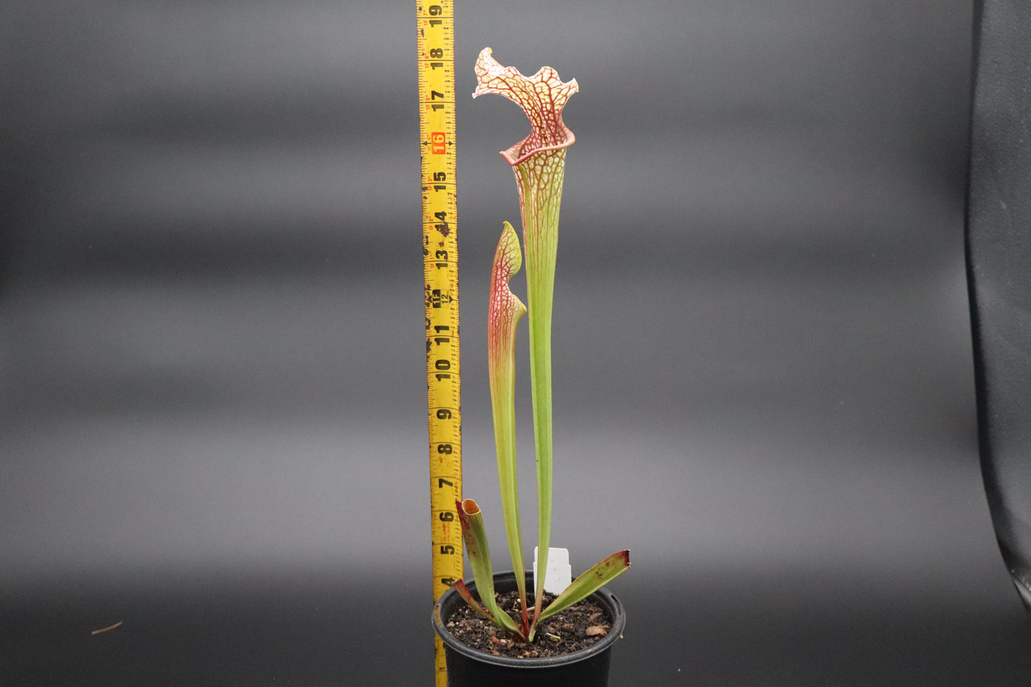 Sarracenia - Leucophylla DC Red x Oreophila