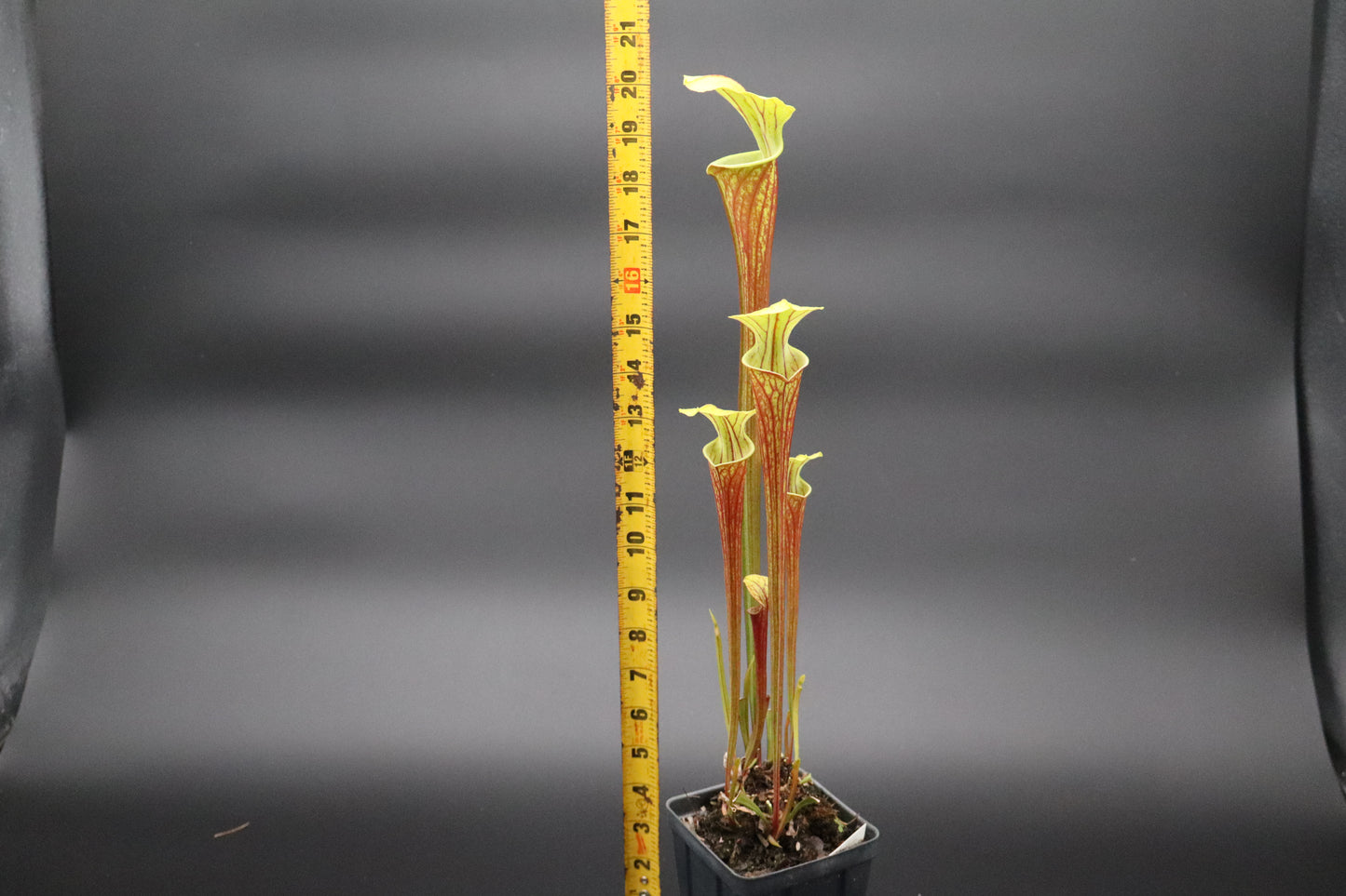 Sarracenia - Oreophila Sand Mountain #4 x 'Royal Ruby' (Seed grown)