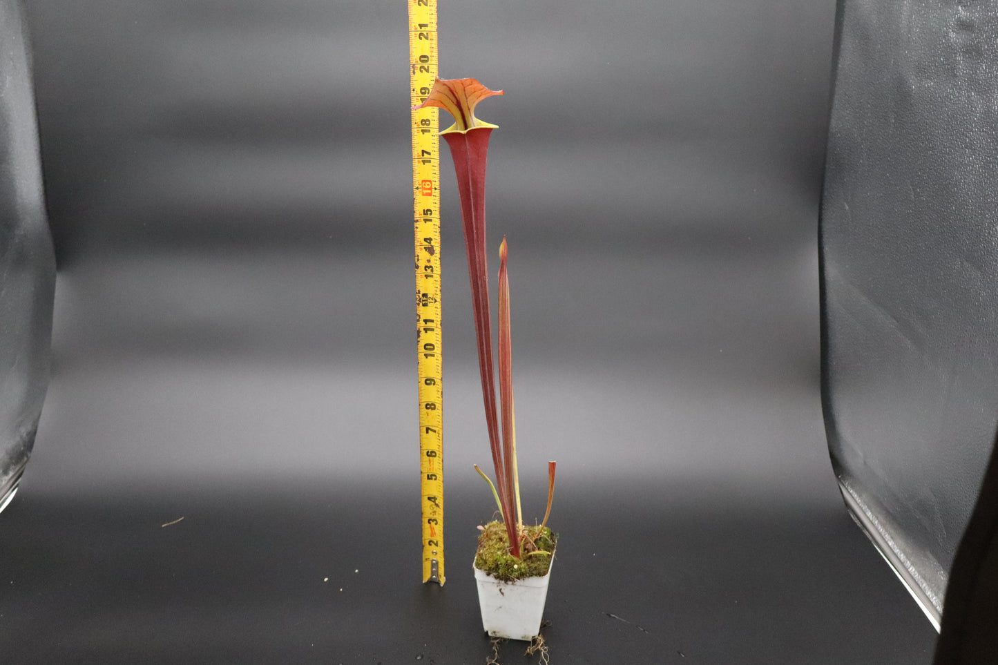 Sarracenia - Flava var Atropurpurea