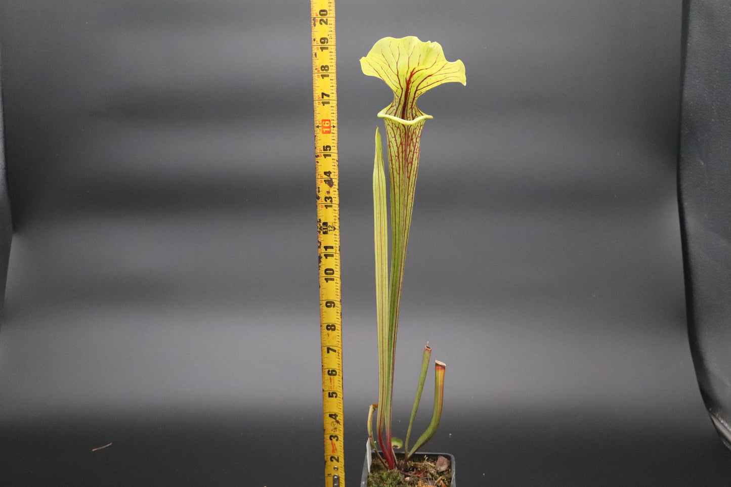Sarracenia - Berry Pastry x (Flava var Ornata x Leucophylla "Purple Lips") Seed grown