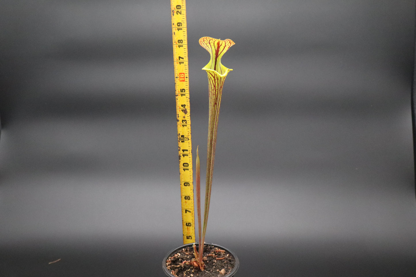 Sarracenia - Flava var Ornata "Improved Black Veins"