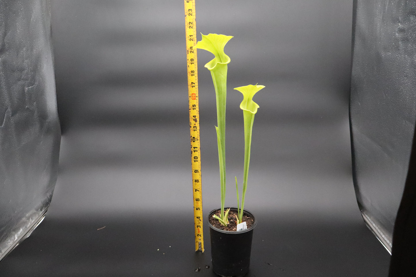 Sarracenia - Flava Anthocyanin Free (Liberty County, FL)