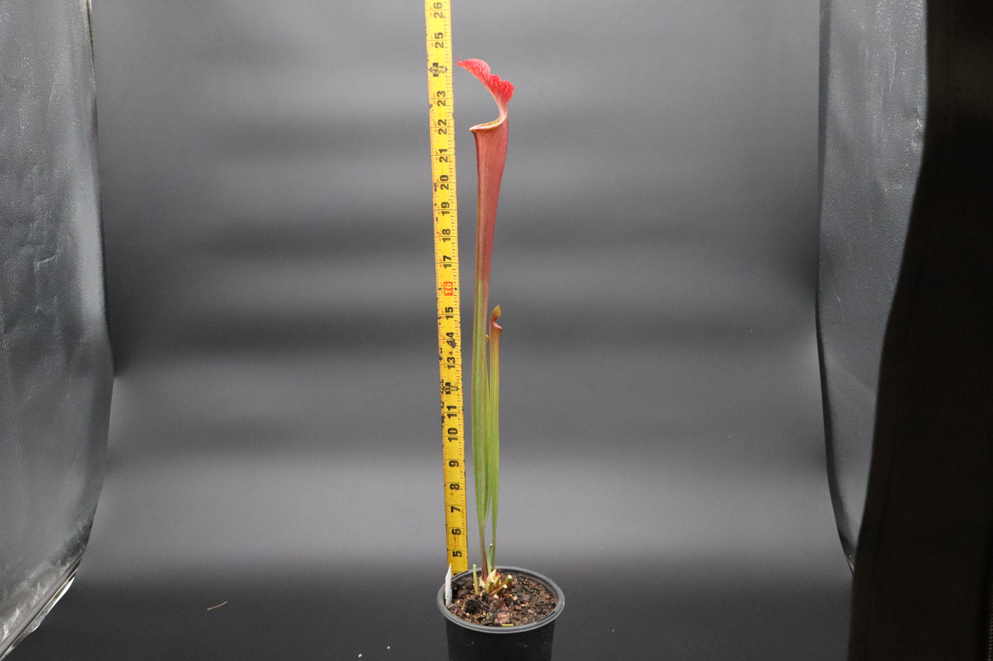 Sarracenia - Brooks Unknown (H55)