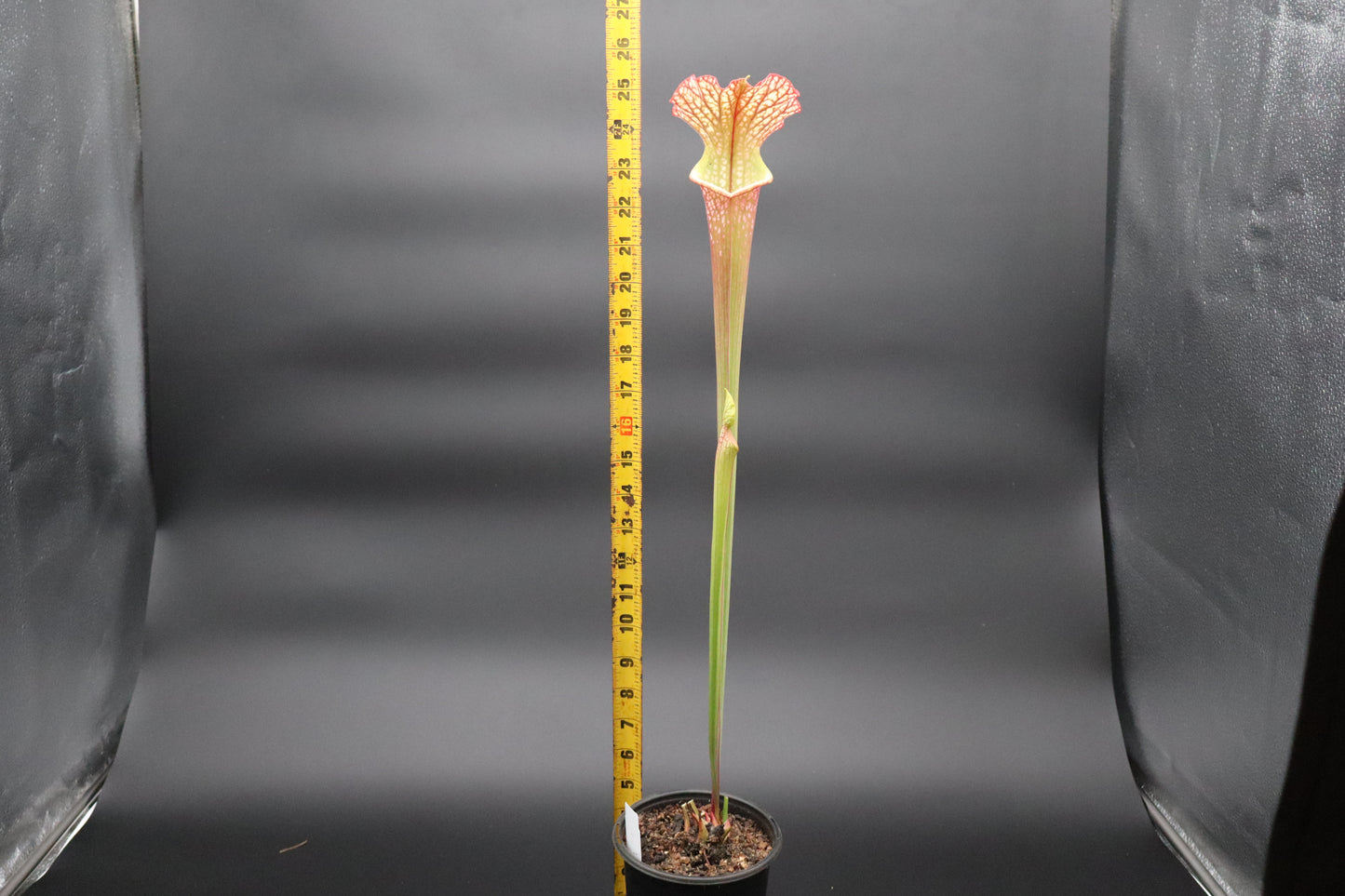 Sarracenia - 'Dragon Queen'