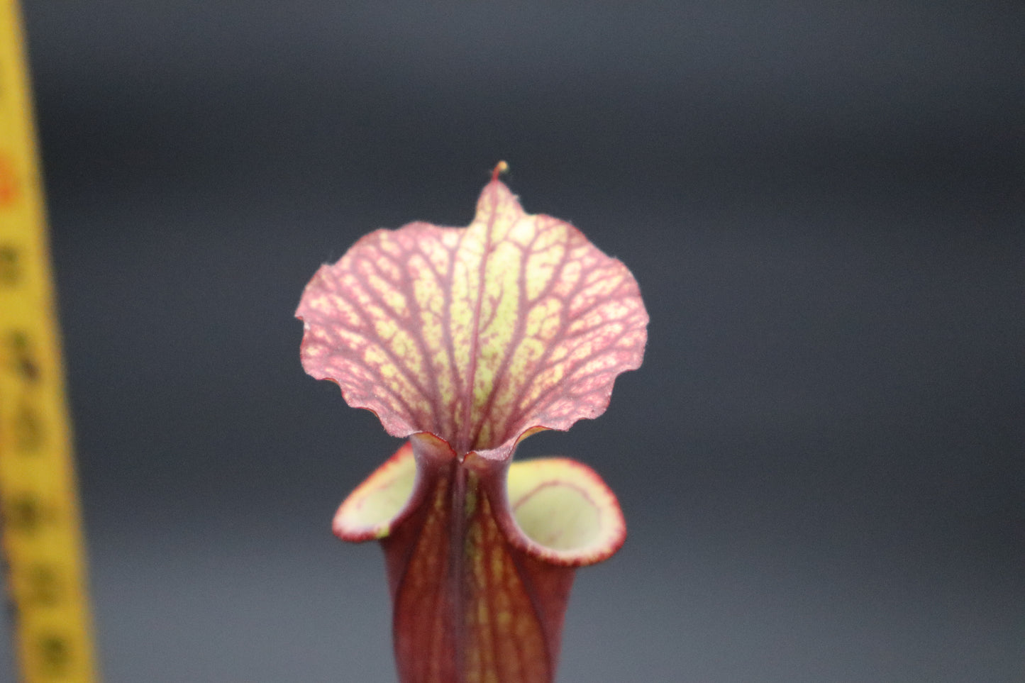 Sarracenia - "Krimzn Tide"