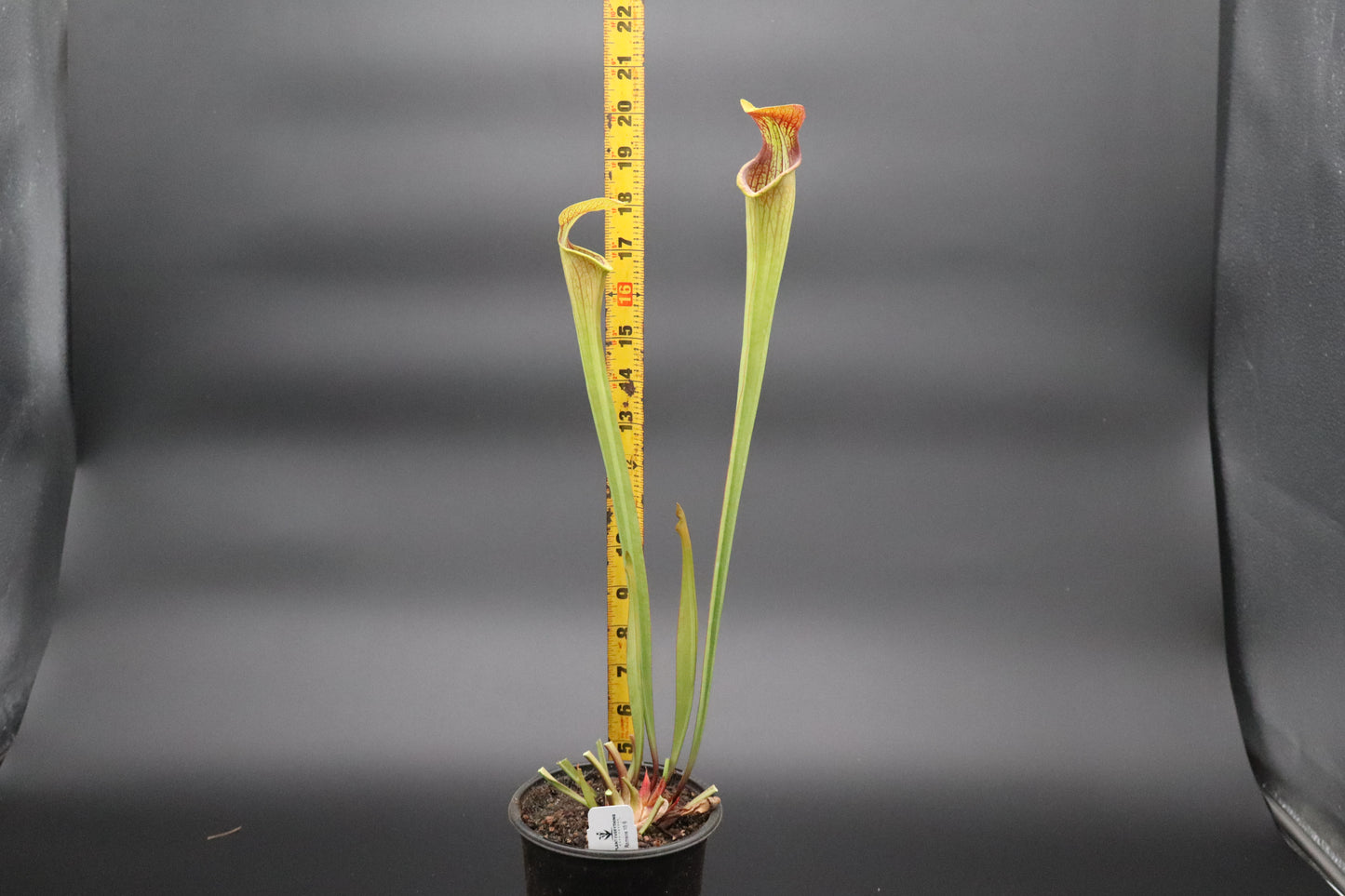 Sarracenia - Alata var Rubrioperculata (Perry County, MS)
