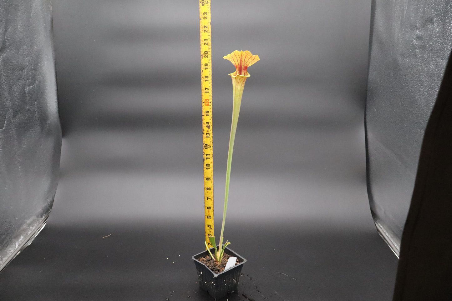 Sarracenia - Flava "Bronze"