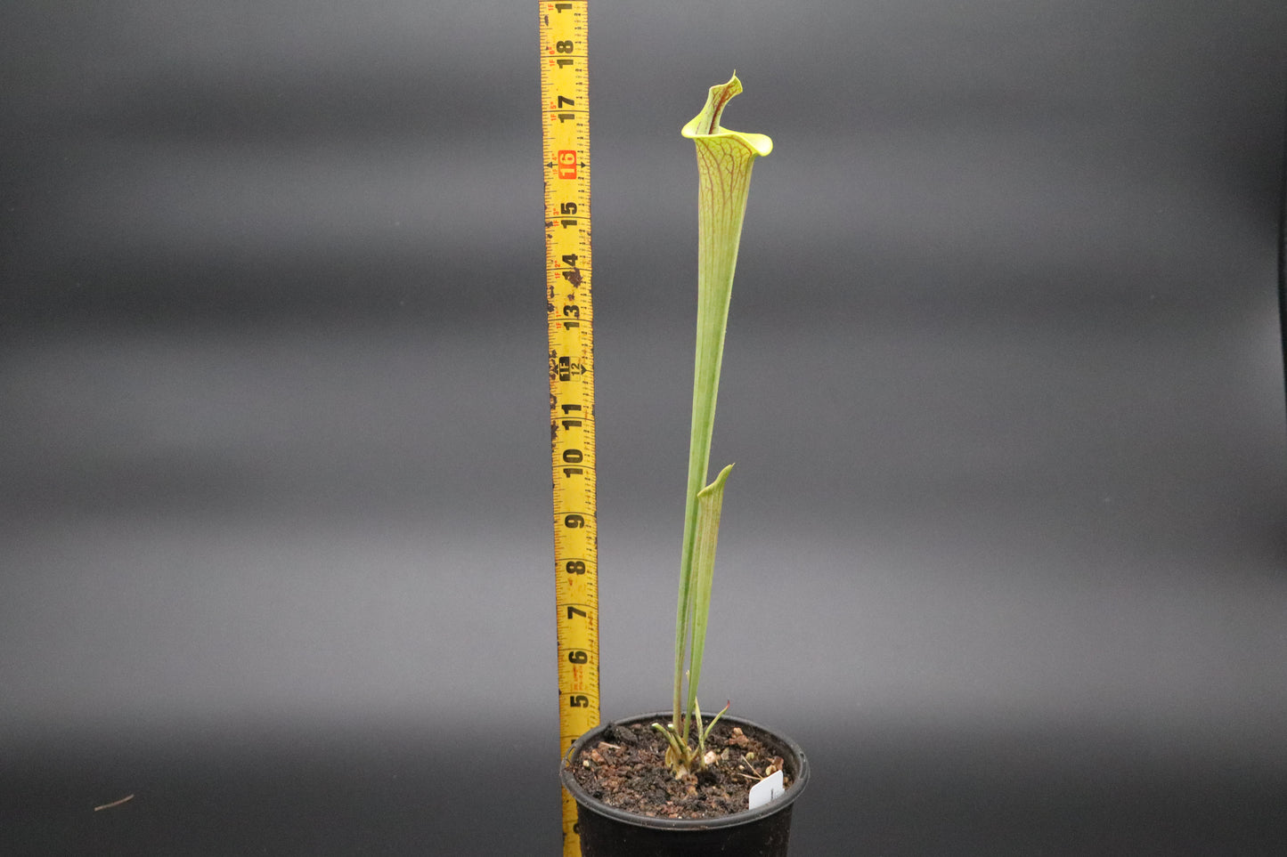 Sarracenia - Flava var Ornata Lidless
