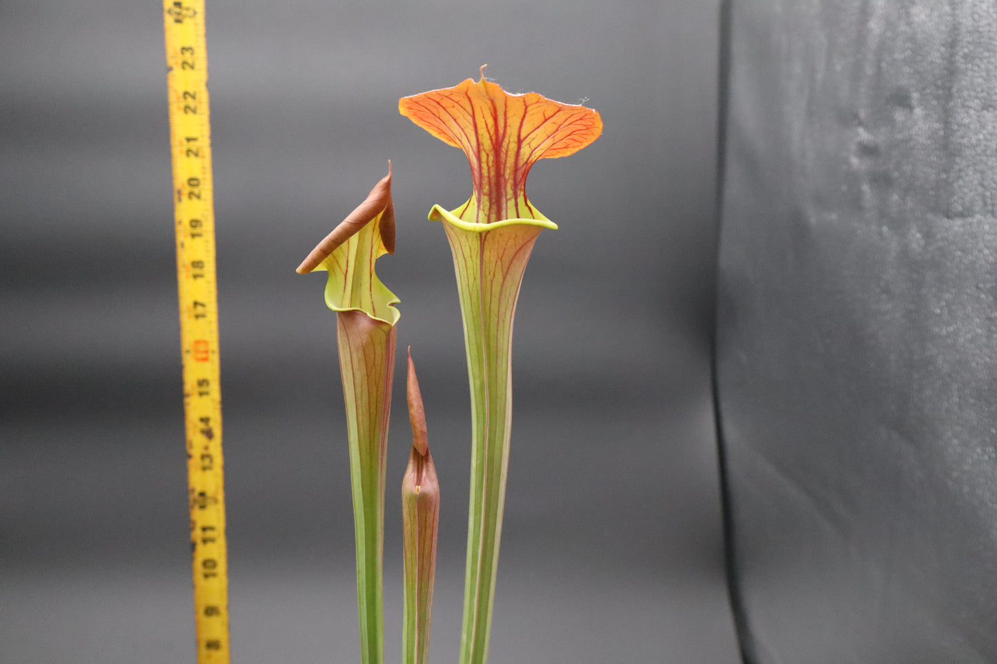 Sarracenia - Flava var Cuprea "Copper Body"