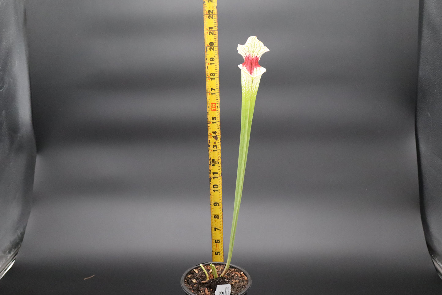 Sarracenia - Complex Hybrid
