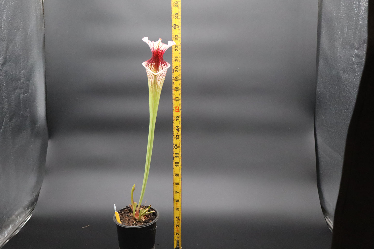 Sarracenia - 'Drew McClain'