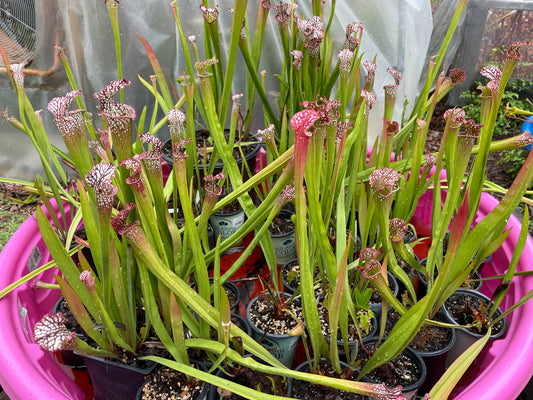 Leucophylla