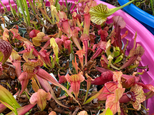 Dealer's Choice Lower Growing