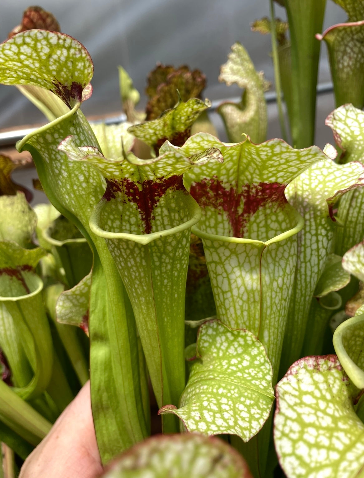 Sarracenia - Leah Wilkerson X Umlauftiana Select