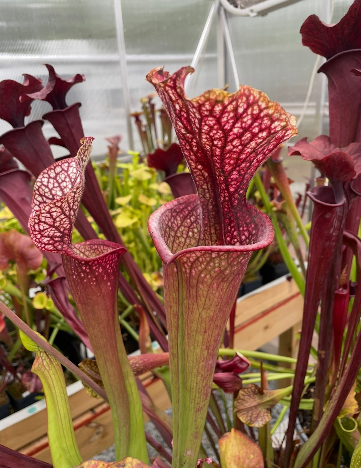 Sarracenia - “Patriot”