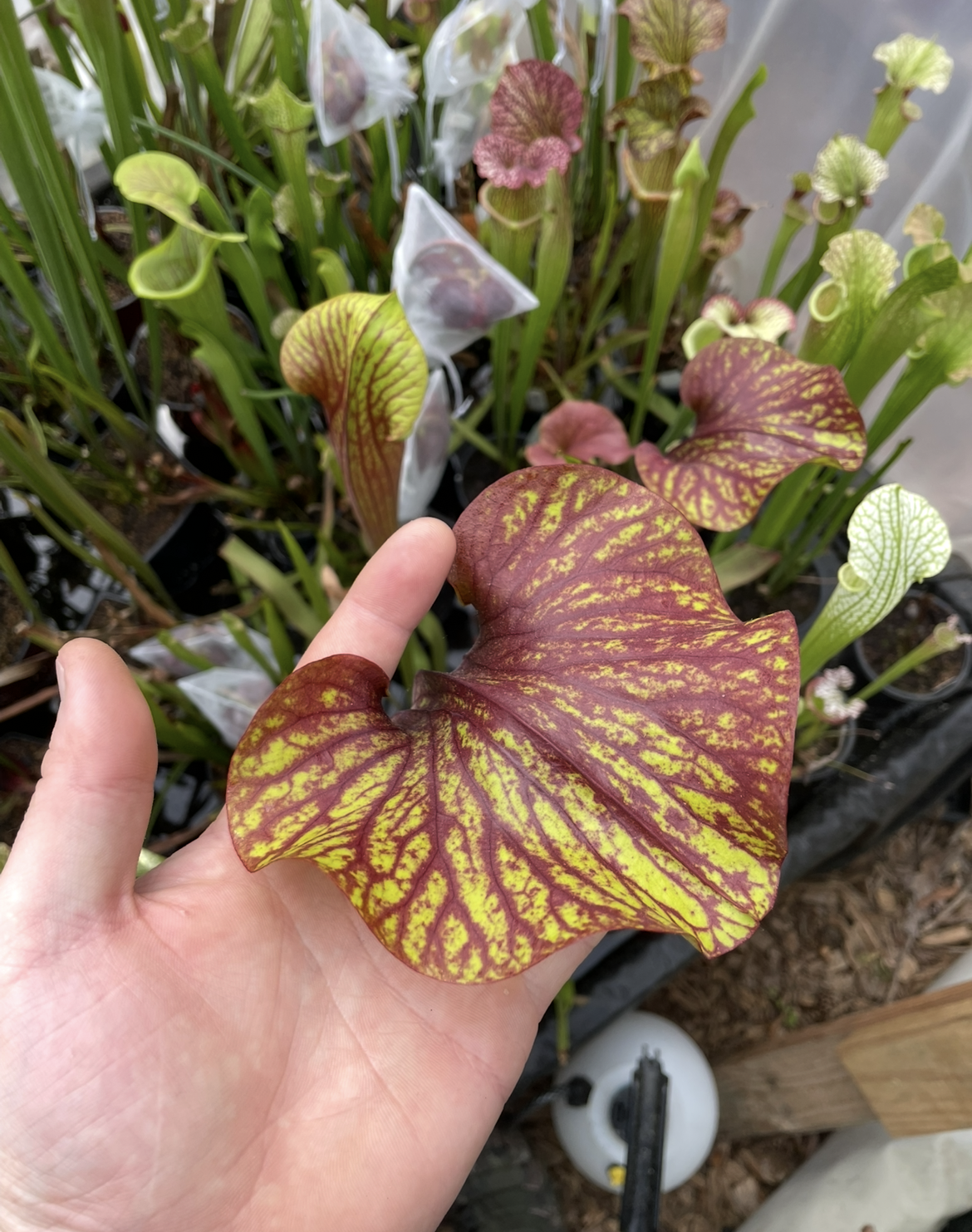 Sarracenia - Alata Black x Flava Red