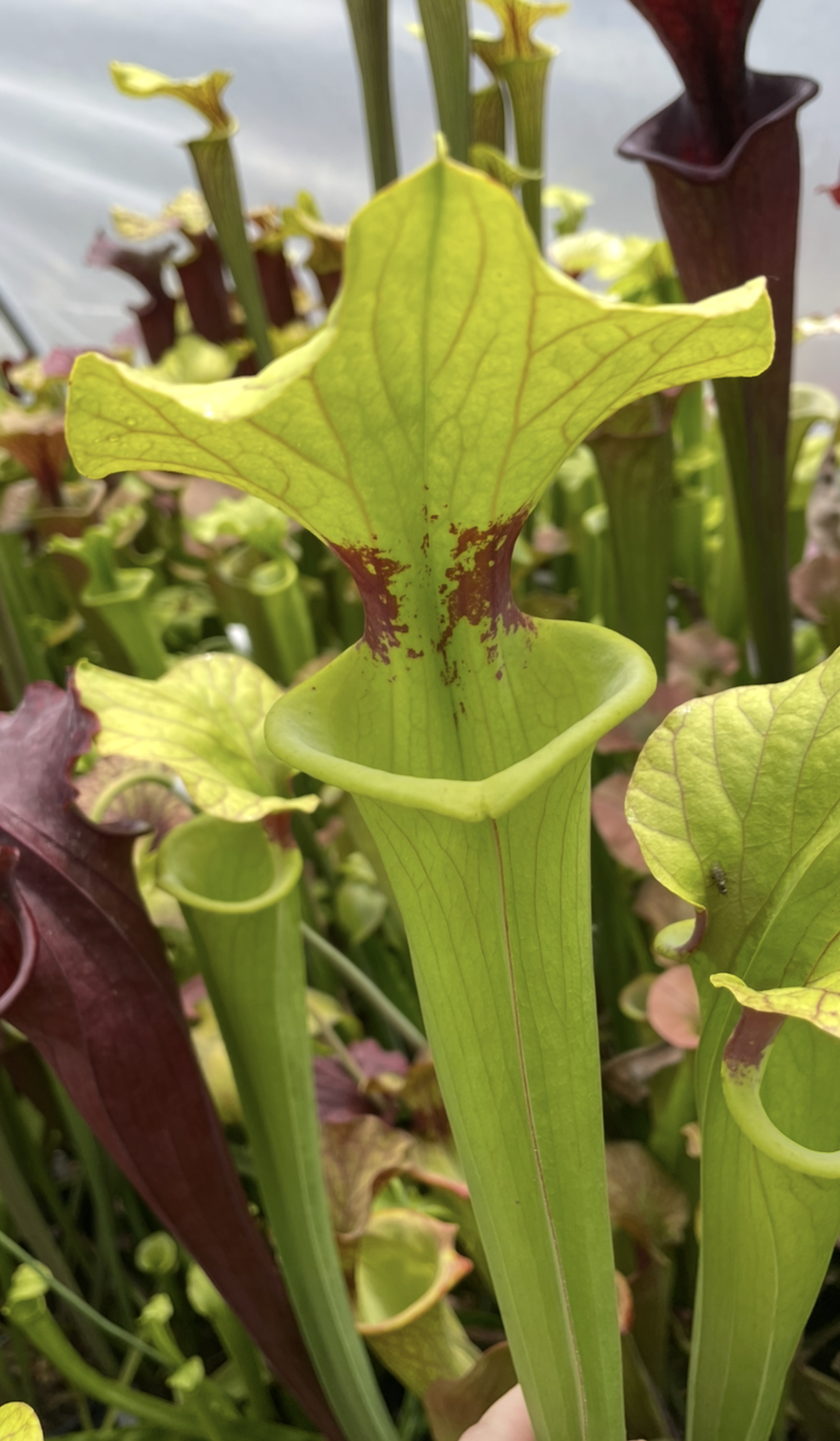 Sarracenia - Brooks Hybrid