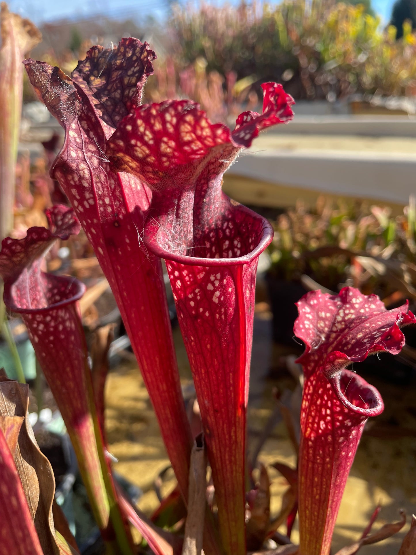 Sarracenia - Moorei "Dan Winter"