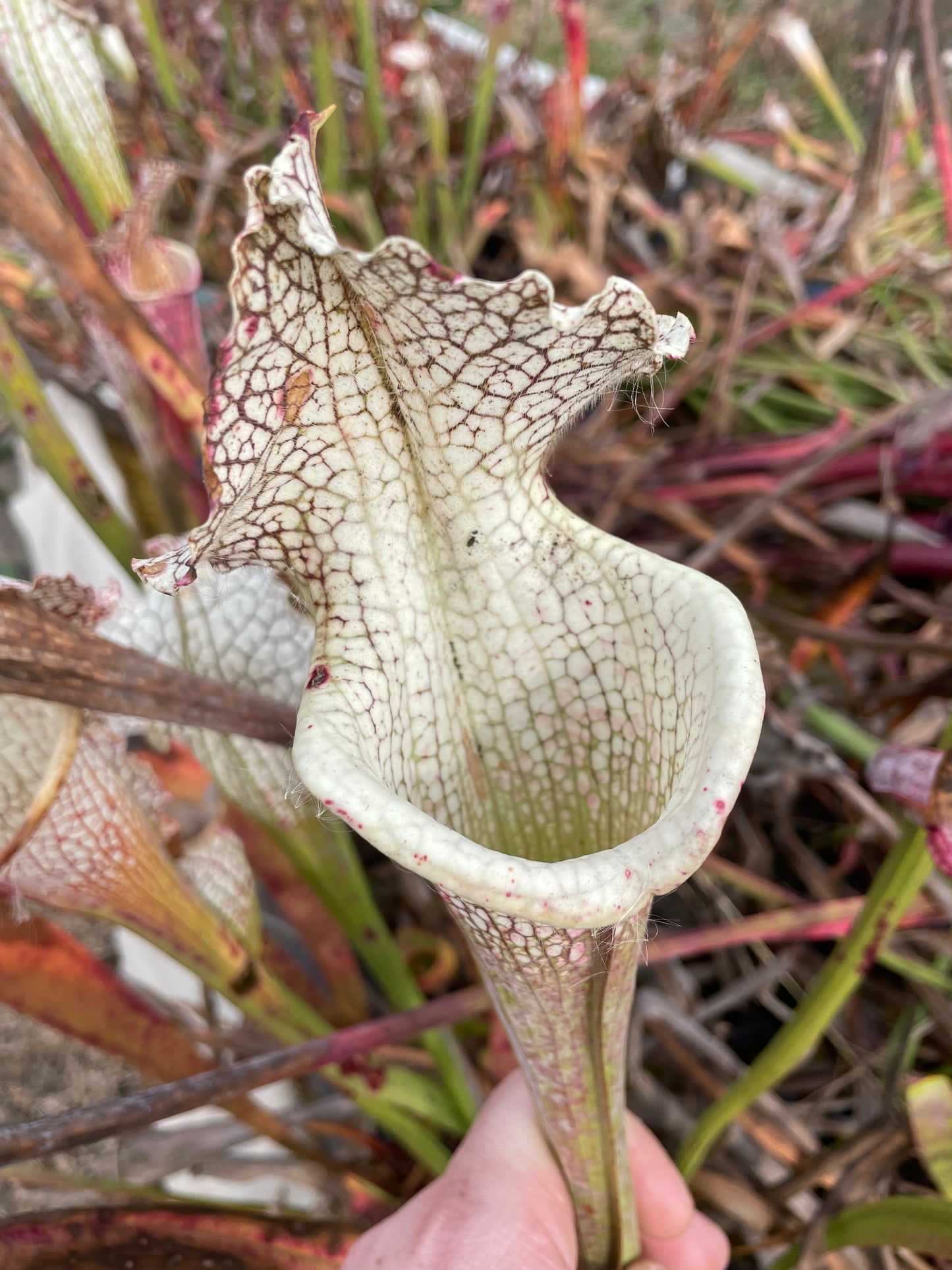 Sarracenia - Lunchbox x Wilkerson's White Knight
