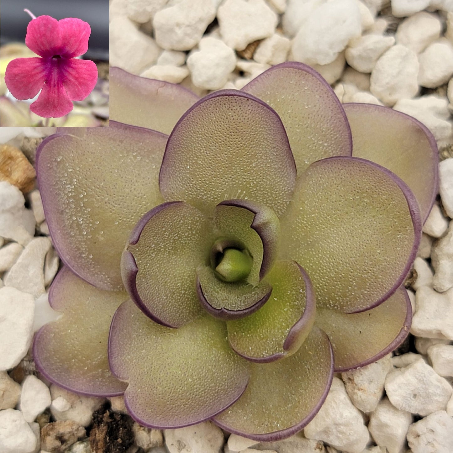 Pinguicula "Alani"