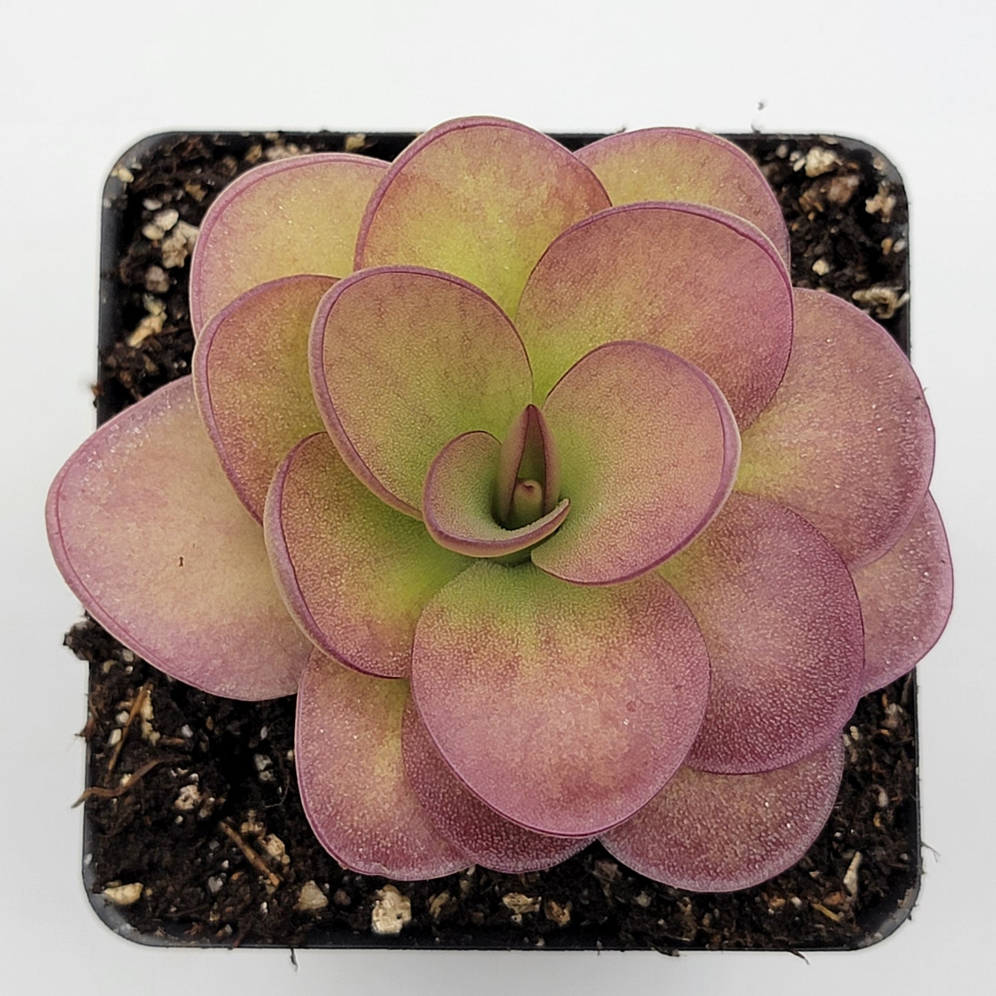 Pinguicula 'Weser' x agnata 'El Lobo'