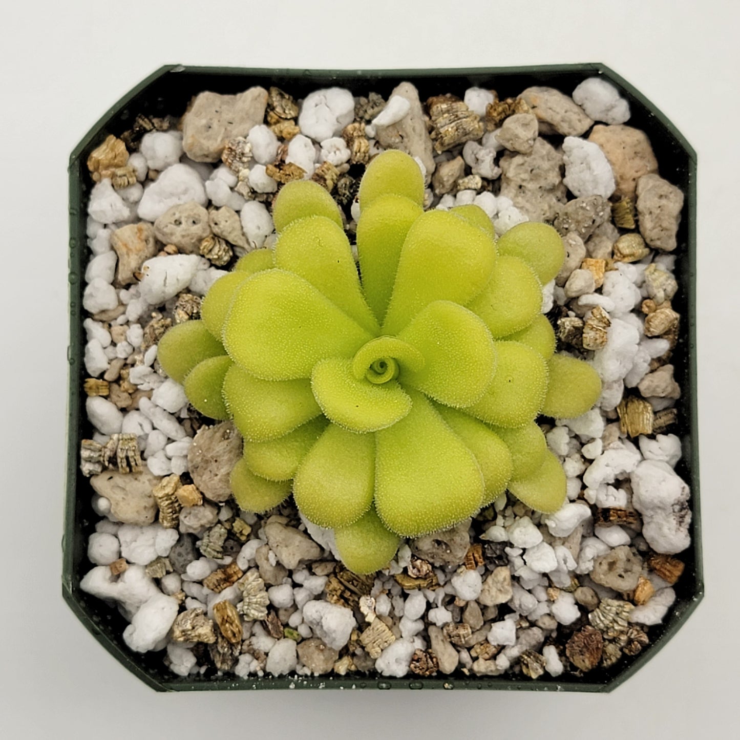Pinguicula agnata {Mesaleon, Hidalgo, Méx}