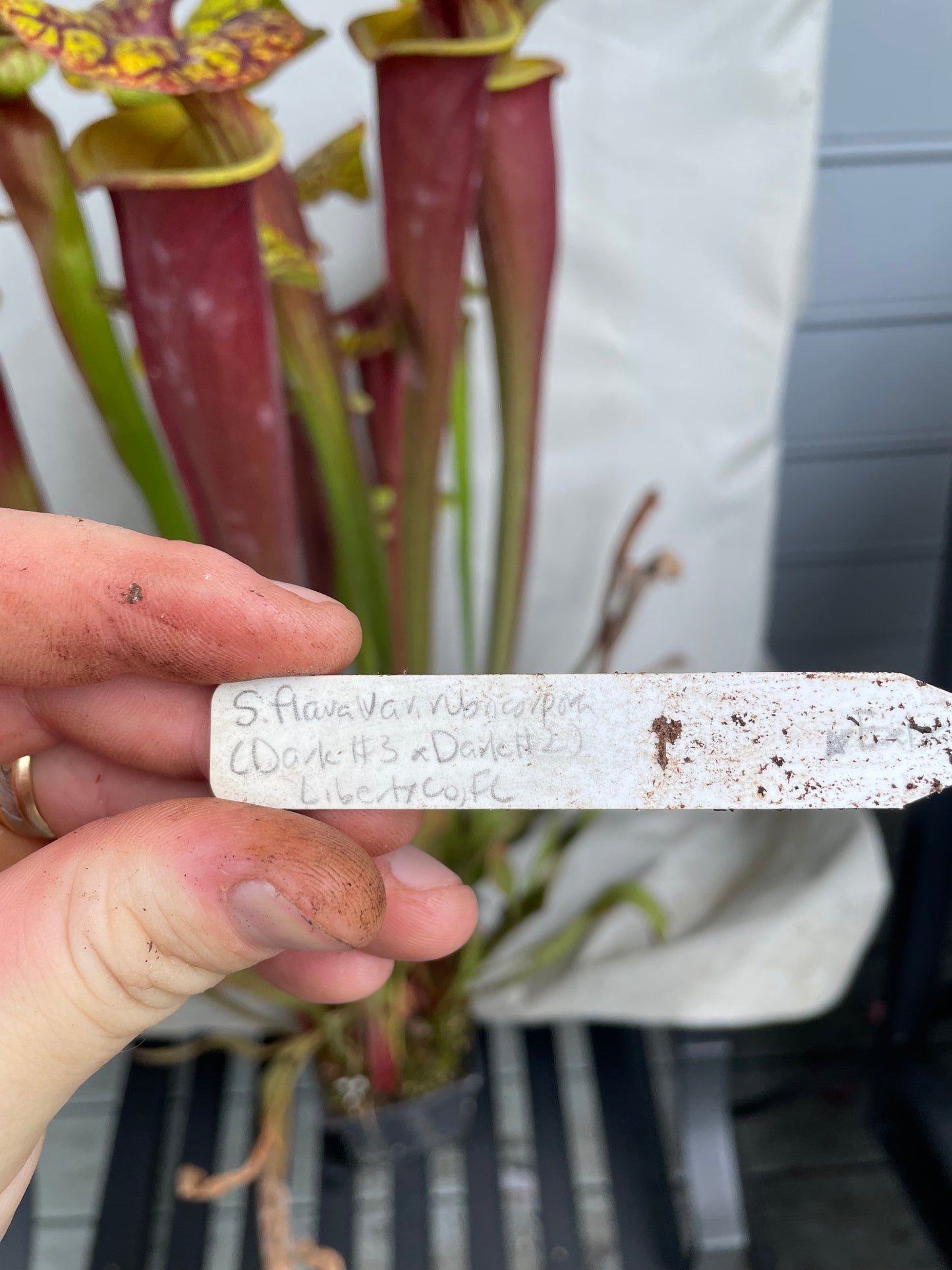 Sarracenia - Flava Var Rubricorpora Liberty County, FL