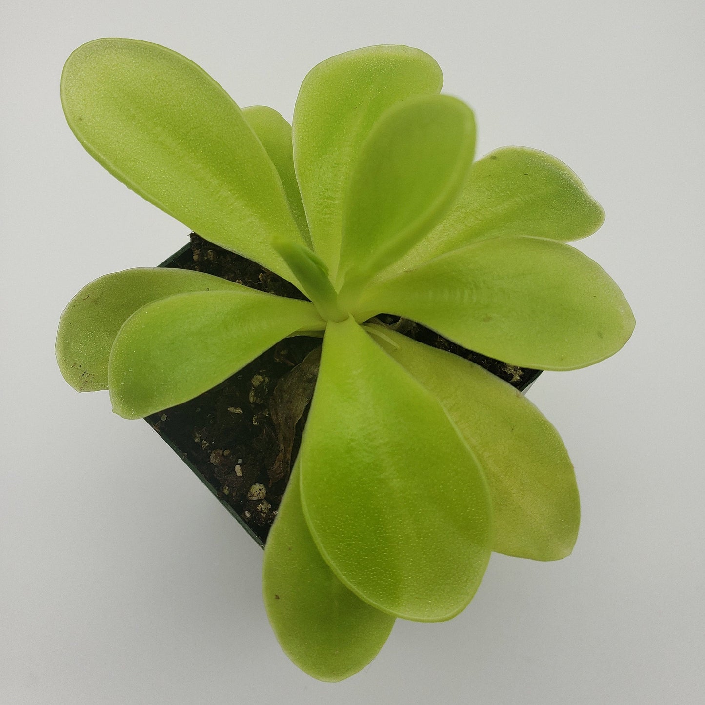 Pinguicula gigantea x 'Huahuapan'