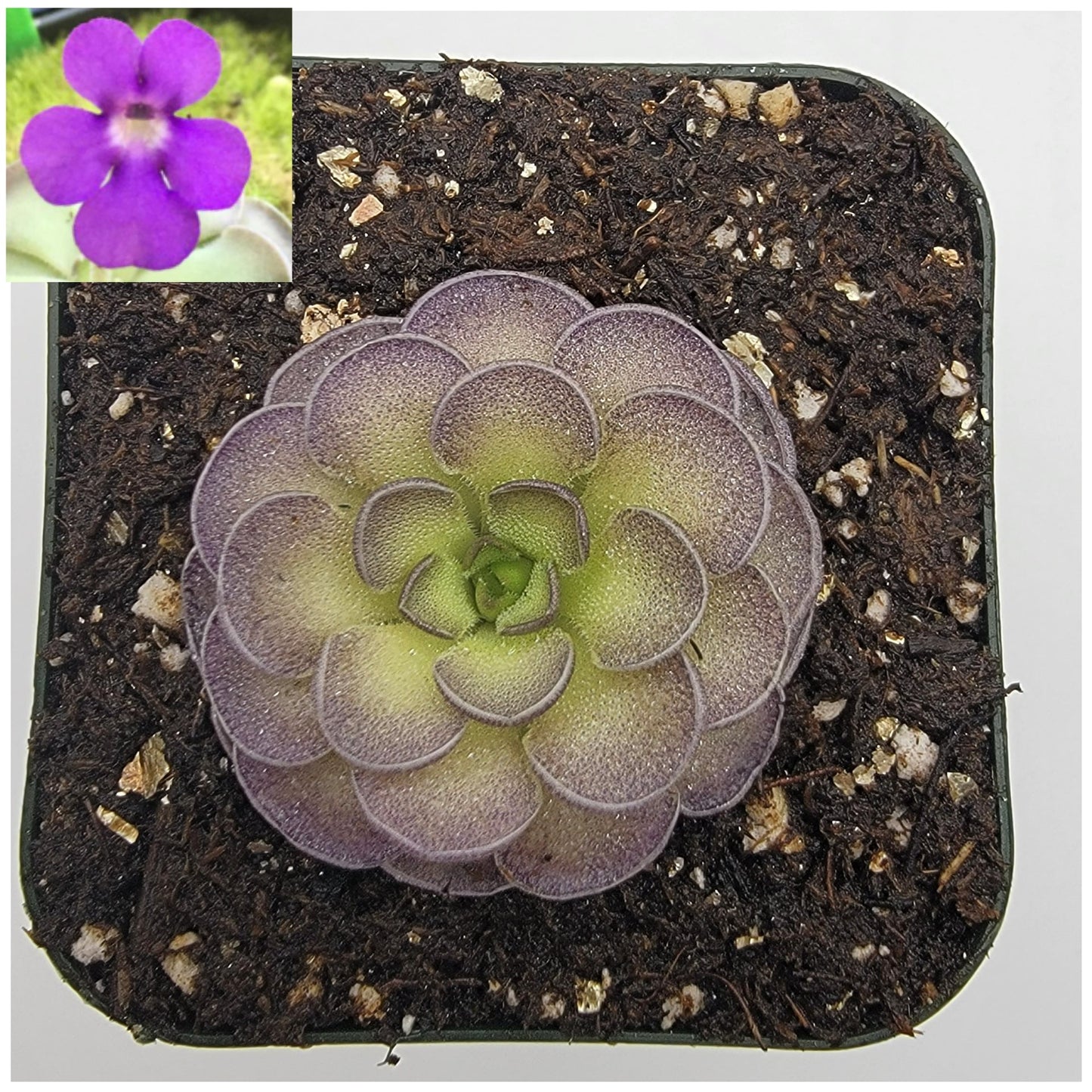 Pinguicula cyclosecta {Dulces Nombres, Nuevo León}