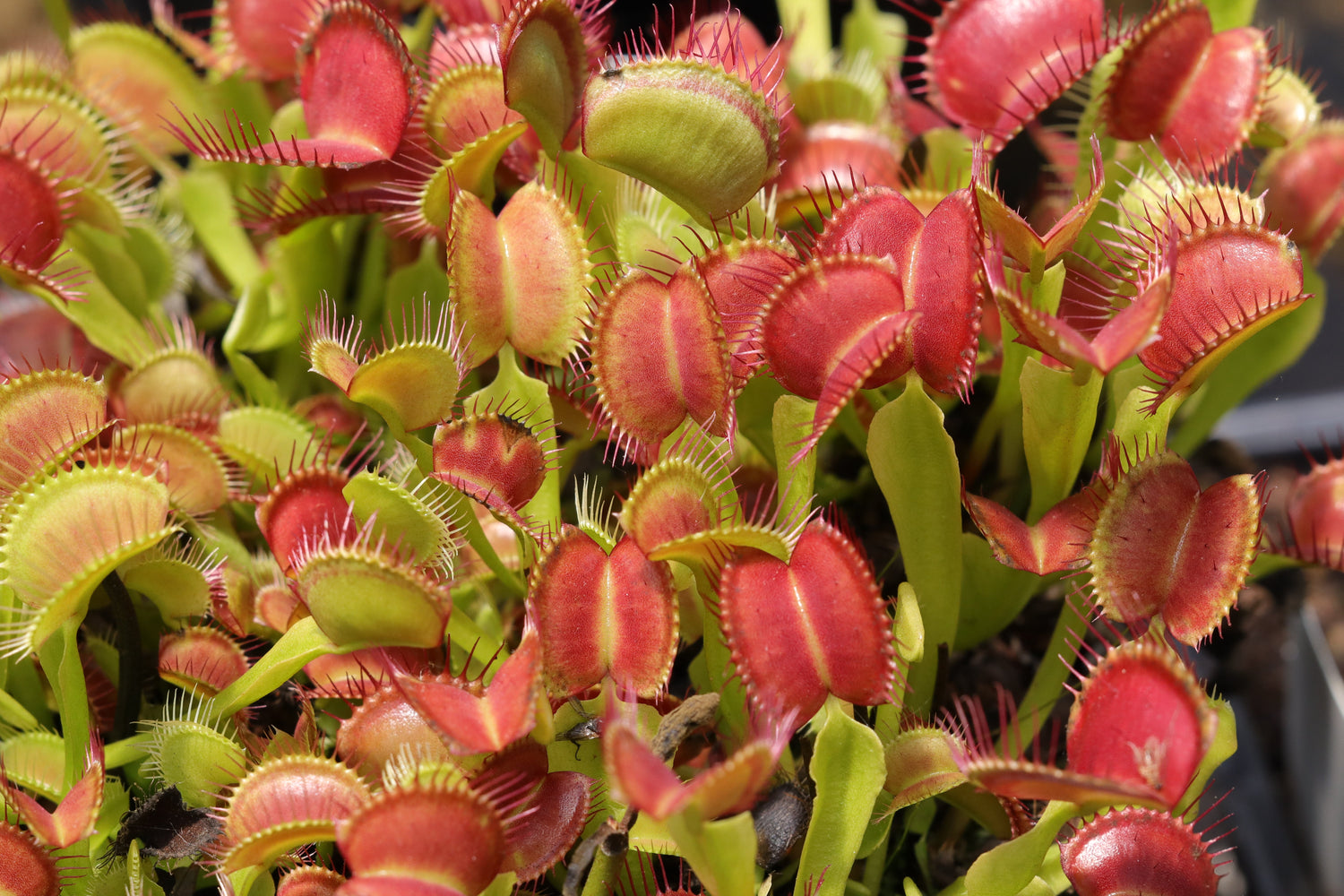 Venus Fly Traps